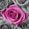 Rose Beauty
